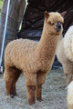 2013 cria, Lord Byron 