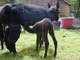 Georgia with 2007 cria