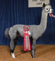 Sire of 2011 cria - Patagonia's Javier