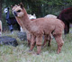 2010 Cria, Cimarron