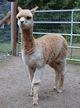 2009 Cria, Anahera