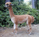 2006 Cria, Manoa