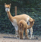 Manoa & 2011 cria, Catalina