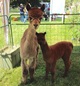 With her cria, Spice