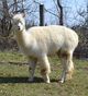 2011 cria, Force of Nature