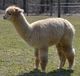 2011 cria, Electric Moondust