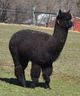 2011 cria, High Def Eugenia