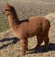 2012 cria, Stormy Sea