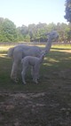 Couture & Jean-Luc (male cria)