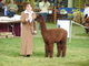 That's me in the show ring.