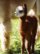 His 3rd girl in 2012,a rose grey, was the cutest/sweetest girl born on the farm!