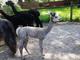 My 2015 cria, Hunter. Handsome, & his mom is a dark mocha brown. 