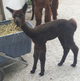 My 2016 female cria, Sabrynna, the dark princess.