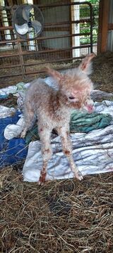 Appy male cria born 8/3/24