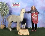 Service Sire for 2025 cria 4X Judges Choice, Phorged Steel