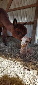 2023 rose grey cria by HHF Molten Steel