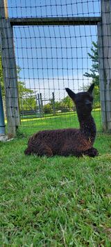 Elvira's 2024 female cria sired by Pherocity