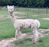 alpaca for sale