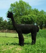 alpaca for sale