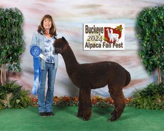 alpaca for sale