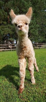 alpaca for sale