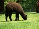 Coal before Shearing spring 2012