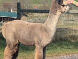 alpaca for sale