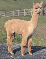 alpaca for sale