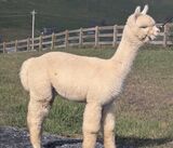 alpaca for sale