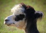 alpaca for sale