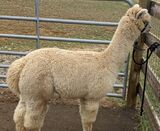 alpaca for sale