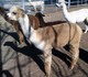 2012 Female Cria, Mahogany and Ivory