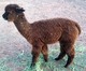 2013 Male Cria, Ghiradelli