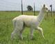 Flash's first cria, born summer 2014