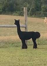 alpaca for sale