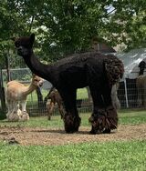 alpaca for sale