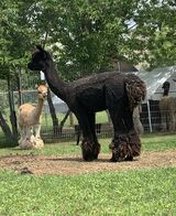 alpaca for sale