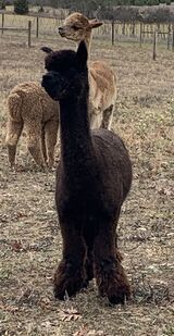 alpaca for sale