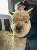 alpaca for sale