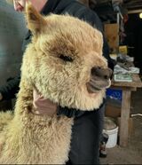 alpaca for sale