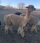 alpaca for sale