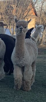 alpaca for sale