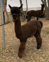 alpaca for sale