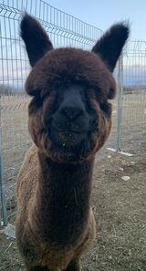 alpaca for sale