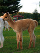 12-Female Cria