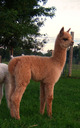 12-Female Cria