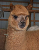 DF-2011 cria