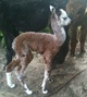 male cria born 7/2/13 - 16.5#