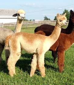 alpaca for sale