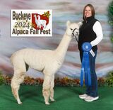 alpaca for sale